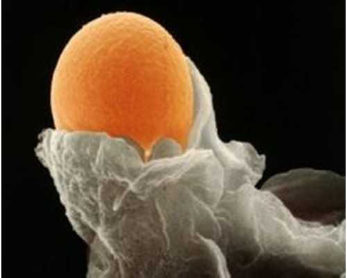 捐卵供卵交流群_供卵机构,北京三代供卵试管医院排名，内含供卵费用明细